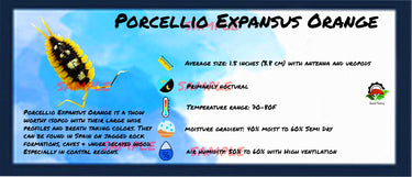 Porcellio Expansus Orange Isopod Bin Label